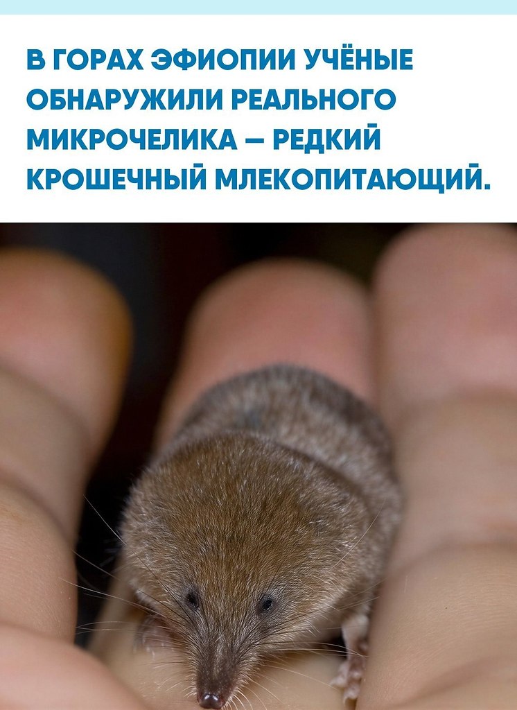 ����a �e�a ��o�o ���o��o�o � �ce�o 5 c�, ��oc� �o�a���e� o�o�o 3 c�. po�� �a��a�� Crocidura ...