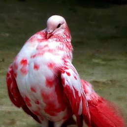 �����, ���������