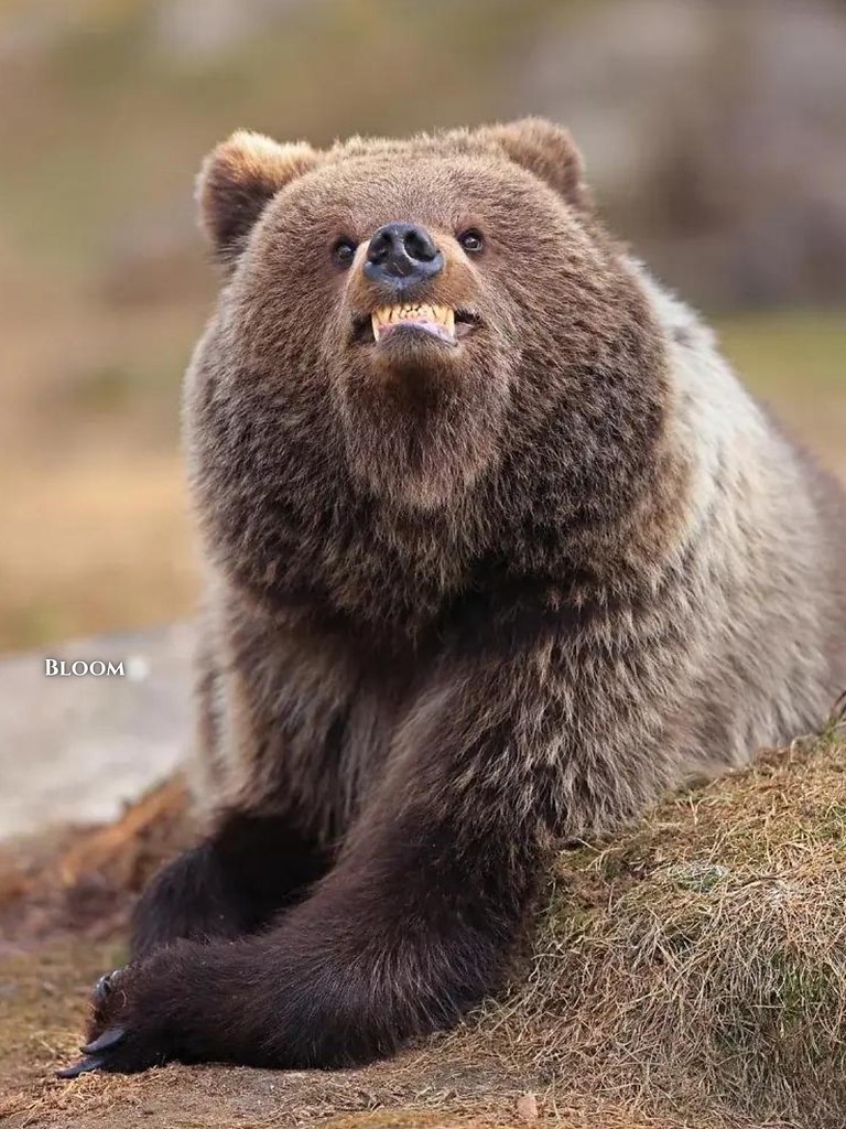 ac opca ce oo o ppo 2025  o acoa oe a  aa ... - 4