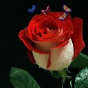 ���� ����, ������ - ��������� 15 ������� 2023 � ������ ���� ����������