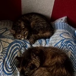 Otari, �������, 53 ����