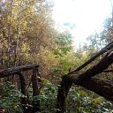 ������ �� ������� �In the woods�