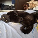 ���� ����, ������, 37 ��� - ��������� 28 ���� 2026