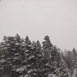 �����, ������, 41 ���