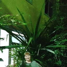 �����, ��������, 66 ���