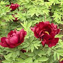 ���� ������, �����, 71 ��� - ��������� 27 ������ 2025 � ������ ���� ����������