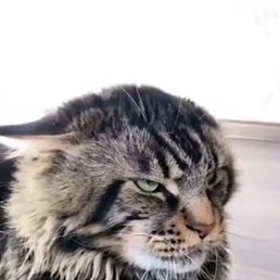 ���� �����, ������, 51 ��� - ��������� 22 ����� 2026