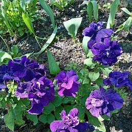 ���� �������, ������, 52 ���� - ��������� 7 ���� 2025