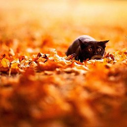 �����, ����, 53 ����