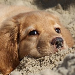 ����, ������, 41 ���