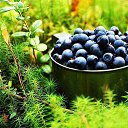 ���� Chernika, ���� - ��������� 31 ������� 2025 � ������ ���� ����������
