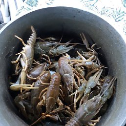 ����, ���������, 43 ����