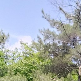 ������, ���������, 20 ���