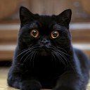 ���� �������, �����������, 66 ��� - ��������� 17 ��� 2026 � ������ ���� ��������