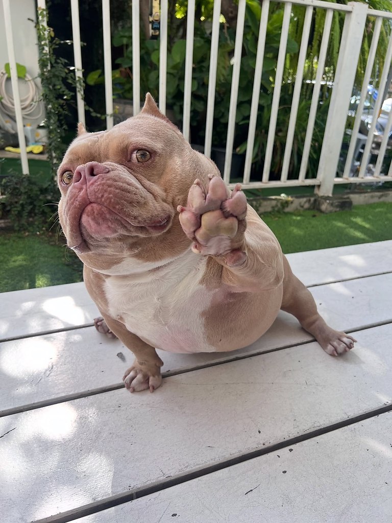 ����� ����