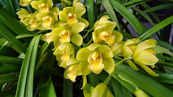  (Cymbidium)    ,        ... - 3