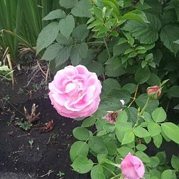 ������, ������ ��������, 56 ���