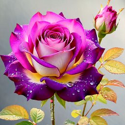 ���� �����, ����� - ��������� 15 ����� 2026