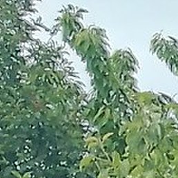 ������, ���������, 46 ���