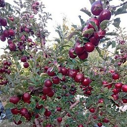 (�����), ������������, 38 ���