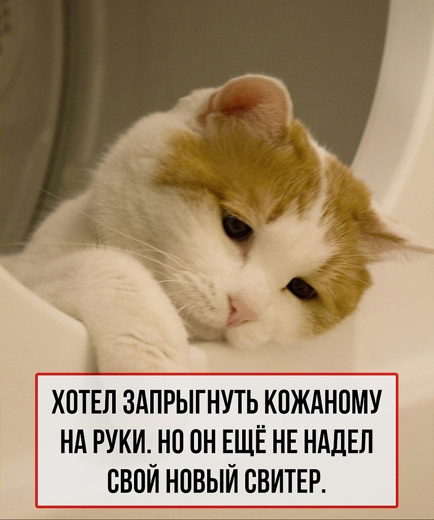 Кошачьи проблемы, которые поймут только их «кожаные» хозяева. - 4