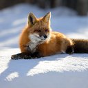 ���� �������, ������, 68 ��� - ��������� 6 ������� 2025 � ������ ������ ��������