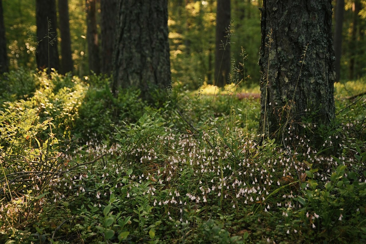 Мне нравится рано утром после чашки кофе ехать на машине по тихой дороге всего 20 минут до ...