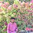 ���� Gokul, ����, 19 ��� - ��������� 25 ��� 2026