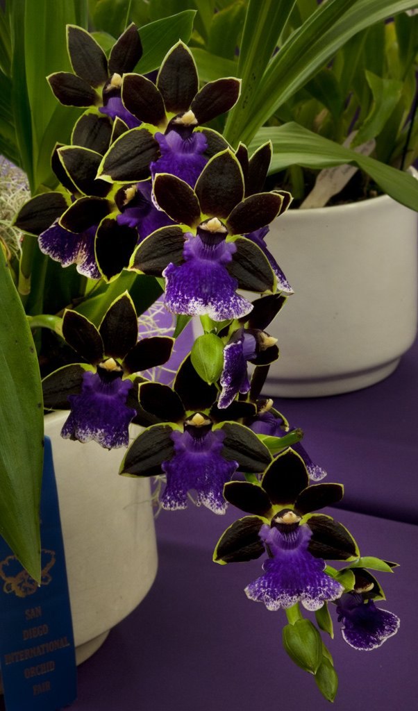  .   (Zygopetalum New Era).