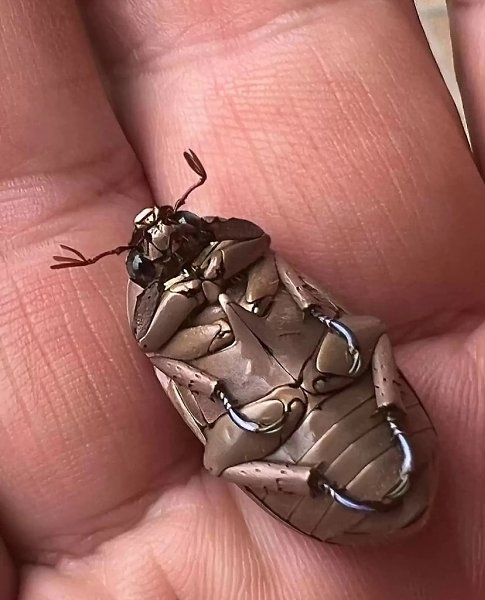  Chrysina limbata -  ,   .       ... - 4