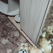 , 36 , 