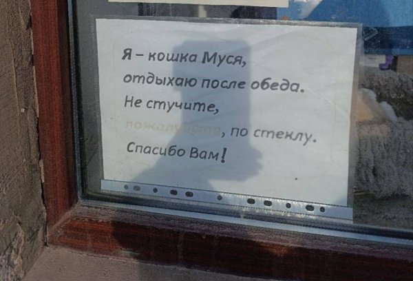 Кошка Муся отдыхает после обеда в одном из швейных магазинов Петербурга. - 2