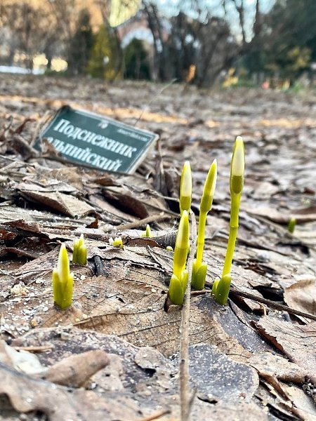 Вот они — январские подснежники в «Аптекарском огороде».Фото: muzafoto - 9