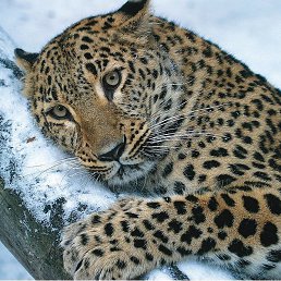 Vitas, ��������