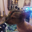 ���� ����, ������-��-����, 37 ��� - ��������� 16 ������� 2025 � ������ ���� ����������