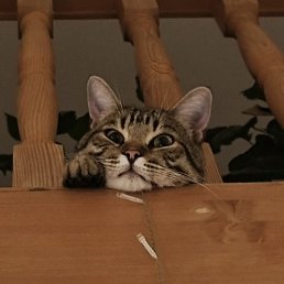 ˸��, ������, 31 ���