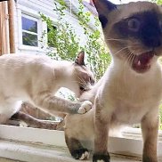 �������, 40 ���, �����-���������