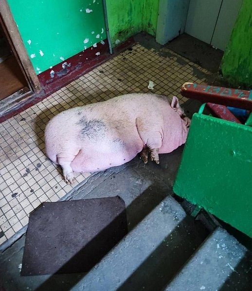 Мила спасена! В Архангельске пожарные вынесли из огня 100-килограммовую свинью.Это не байка с фермы, ... - 3