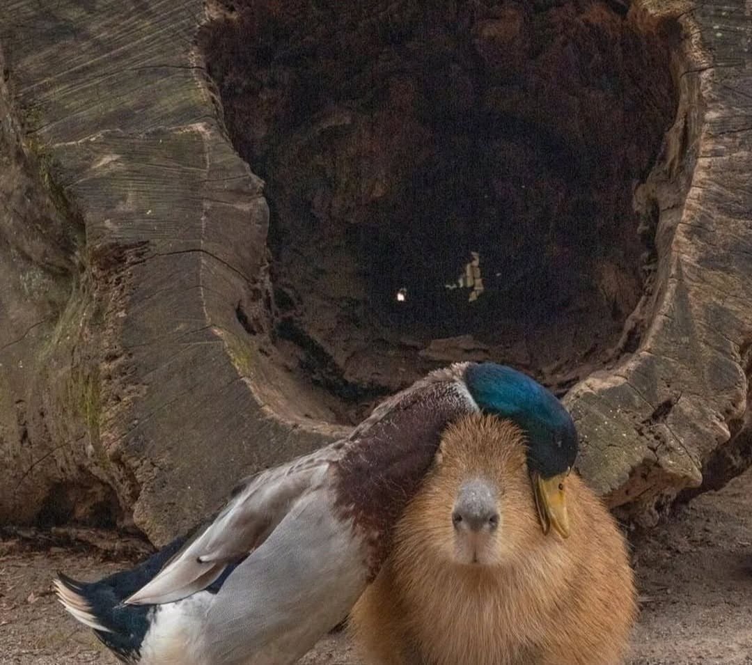 ������ ��� ���� �������� ��������� :3 - 4