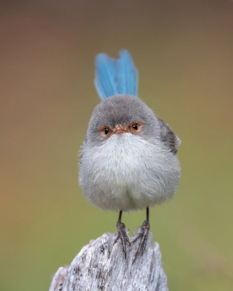 ����������� - ���������, �� �������� �������� ������������� �����������! � ���� ������������� ������ ... - 6