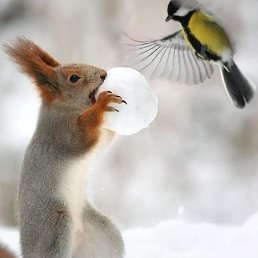 �������, �����������, 22 ����