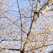 ����, 48 ���, ������