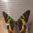  .., -, 59  -  27  2025    