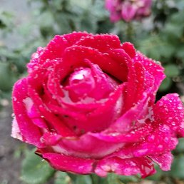 ����, ���������, 57 ���