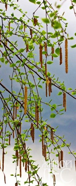 Марина Цветаева.Месяц высокий над городом лег,Грезили старые зданья...Голос ваш был безучастно ...