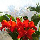 �������� ��� ��������� �� ������� ���� ����������