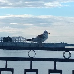 ���������, ���������, 40 ���