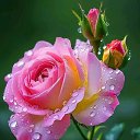 ���� Mahmud, �������, 55 ��� - ��������� 4 ��� 2026 � ������ ���� ����������