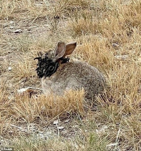 Кролики-мутанты с чёрными щупальцами на голове появились в Колорадо — у животных выросли жуткие ...