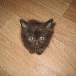 �������, ��������, 54 ����